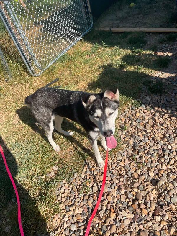 3 year old husky cross for sale in Dogs & Puppies for Rehoming in Lethbridge - Image 4