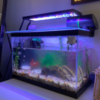 Complete Fish Tank Set Up (read description)