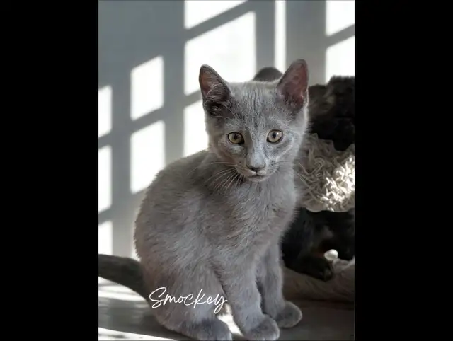 Chatons hypoallergènes croisement russe sibérien in Cats & Kittens for Rehoming in Longueuil / South Shore - Image 3