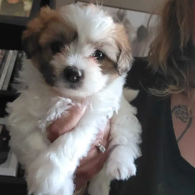 Top Quality Shih Tzu Puppies Available!--NEW PICTURES LAYLA PUPS in Dogs & Puppies for Rehoming in St. Catharines - Image 5