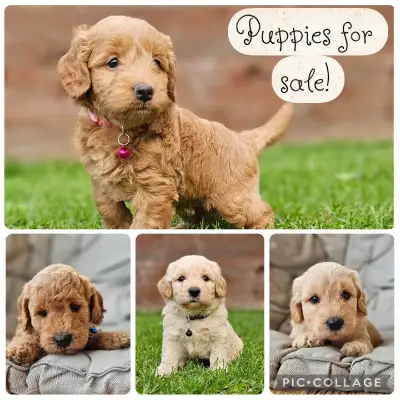 F1b Mini Goldendoodle Puppies, View more