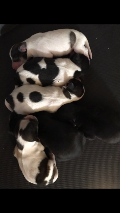 CavapooXShihTzu puppies $400, View more