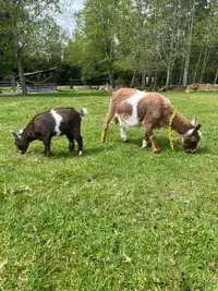 Nigerian Dwarf goat doe/doeling pair