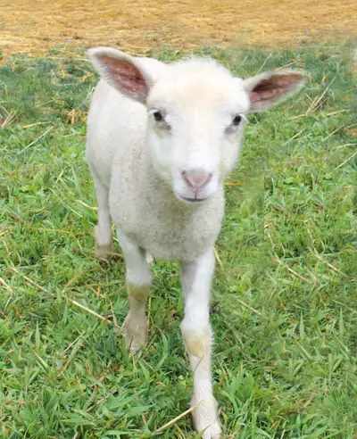 Dairy sheep ram lambs available, View more