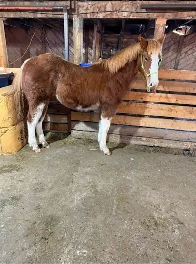 Flashy АРНА Filly - Performance & Show Prospect, View more
