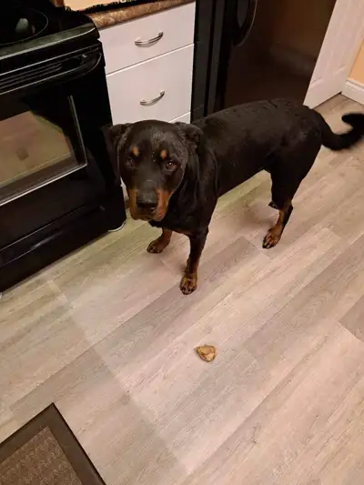 Rottweiler to rehome. Pending, View more