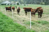 Horse and livestock Fencing  Supplies 20 year PVC posts