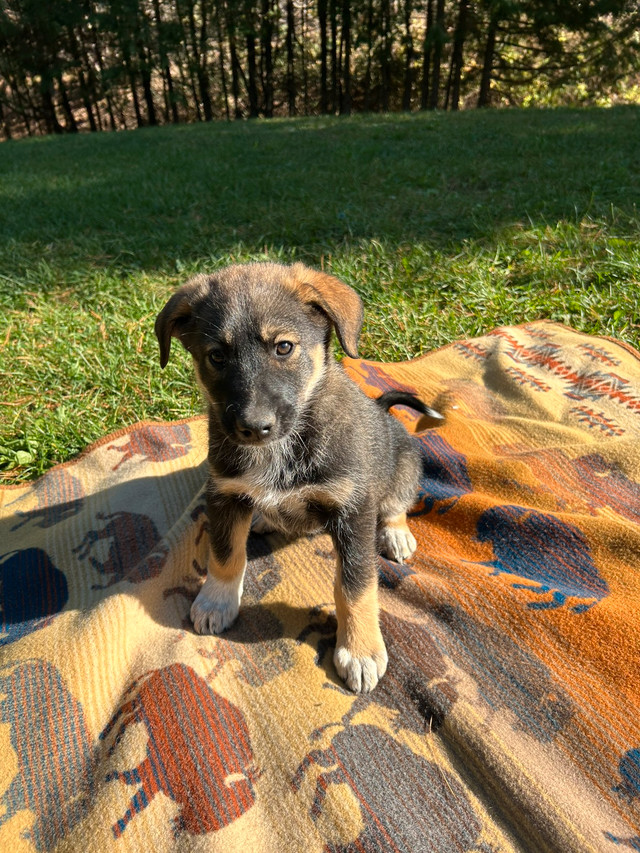 Australian Shepherd X Husky | Dogs & Puppies for Rehoming | City of ...