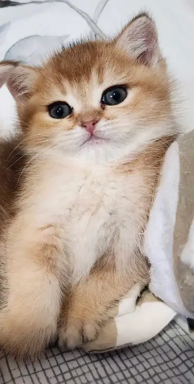 pure british shorthair kittens, View more