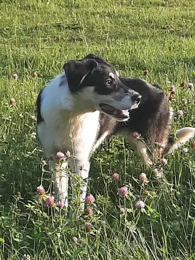 6.5 month Female Border Collie/ Lab, View more