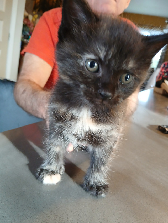 2 chatons MIGNONS écailles de tortue SPÉCIAL dans Chats et chatons à adopter  à Longueuil/Rive Sud
