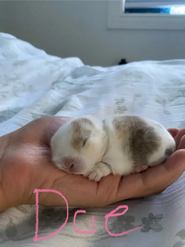 Holland Lop baby bunnies✨ in Small Animals for Rehoming in Delta/Surrey/Langley - Image 8