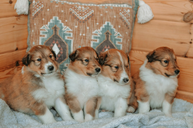 Beautiful Rough Collie Puppies | Dogs & Puppies for Rehoming | Winnipeg ...