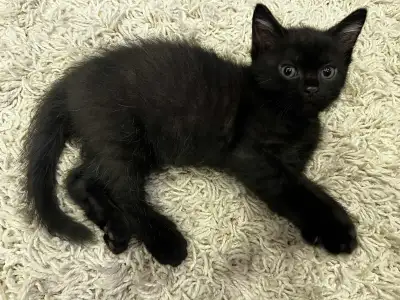 Chaton a vendre, Voir plus