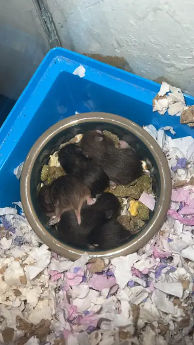 Bébé hamster, View more