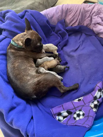 Beautiful Frenchton puppies, View more
