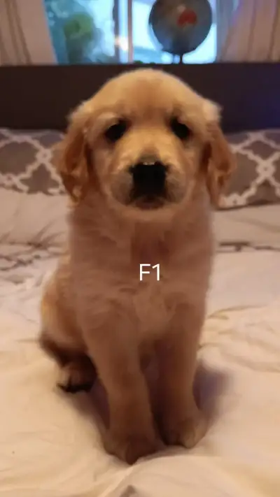 Chiots Golden Retriever, View more