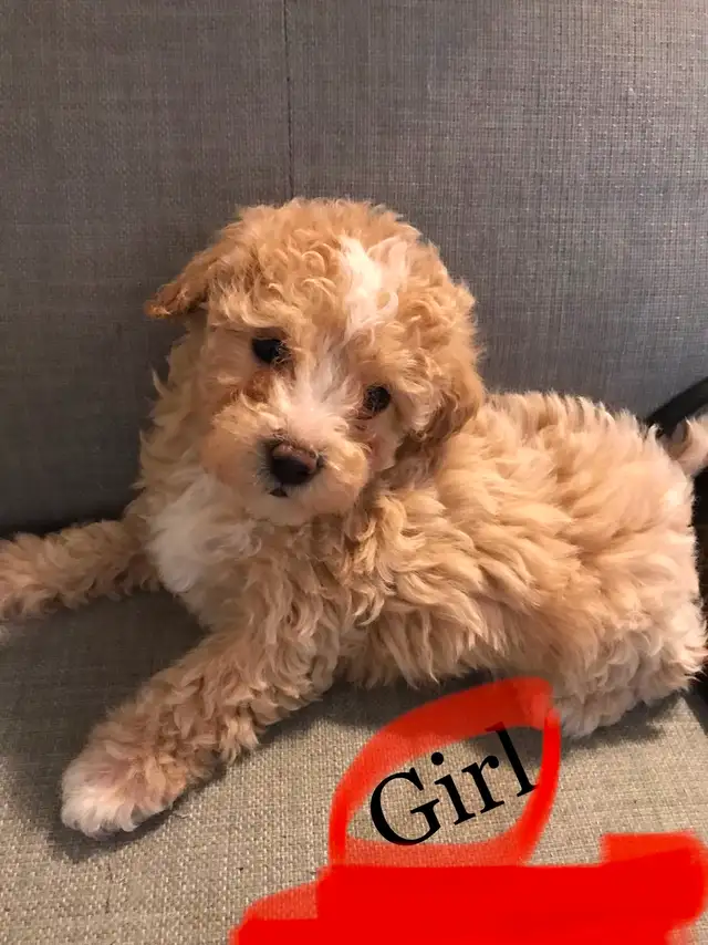 Tiny bichonpoo puppies in Dogs & Puppies for Rehoming in Mississauga / Peel Region - Image 4