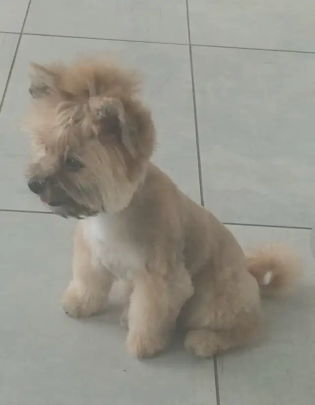 GOLDEN Yorkshire terrier 4 month girl BONNIE! in Dogs & Puppies for Rehoming in City of Toronto - Image 2