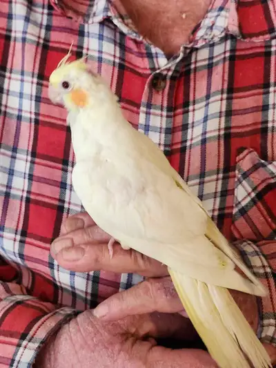 Lutino Cockatiel, View more