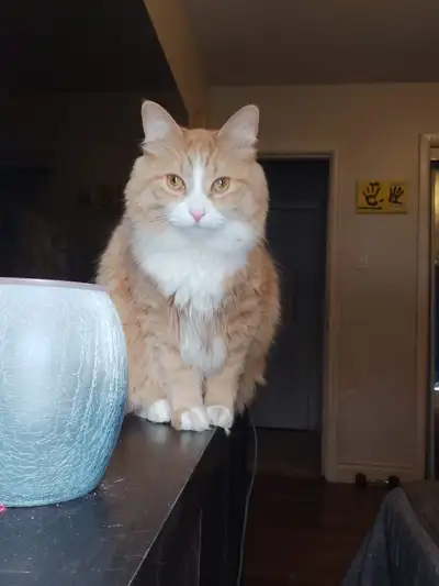 long haired orange tabby 3 years old. he is neutered and chipped and vaccines. he is so affectionate...