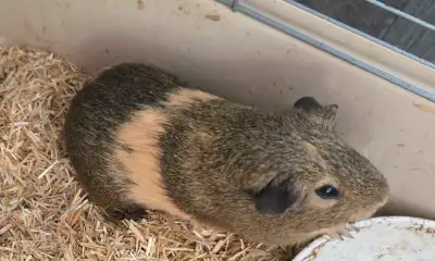 guinea pig male , View more