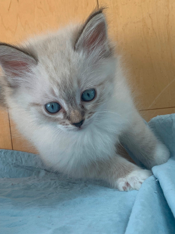 ADORABLE blue eyed Ragdoll Kittens for rehoming in Cats & Kittens for Rehoming in Victoria - Image 3