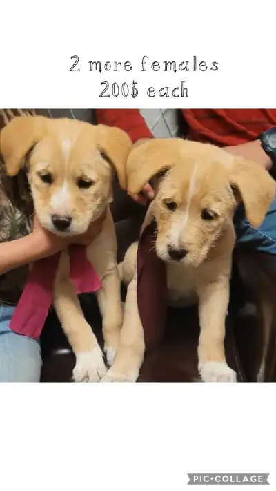 PRICE REDUCED puppies ready to go, View more