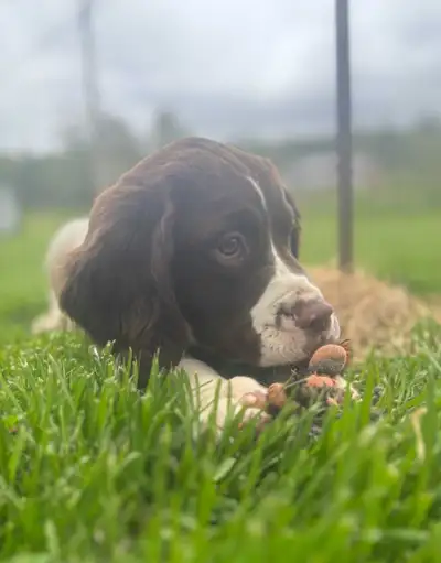 CKC registered English Springer Spaniel puppies, View more