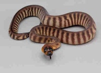 WOMA PYTHONS West Island Greater Montréal Preview