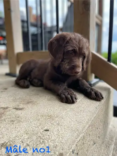 Labradoodle nés le 18 mars. Ils sont alors prêt à partir. Maman labrador brune et papa caniche royal...
