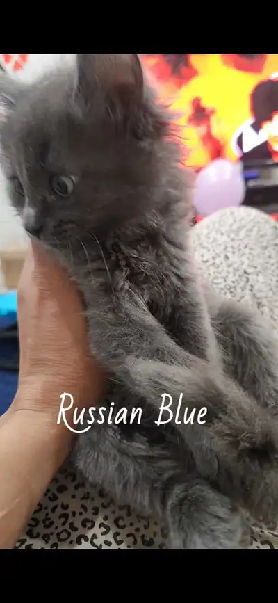 Russian Blue kitten, View more