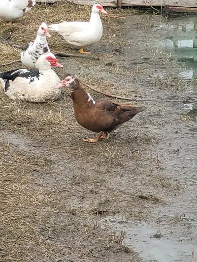 Chocolate Muscovy Pair, View more