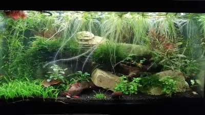 Various Aquarium Plants, View more