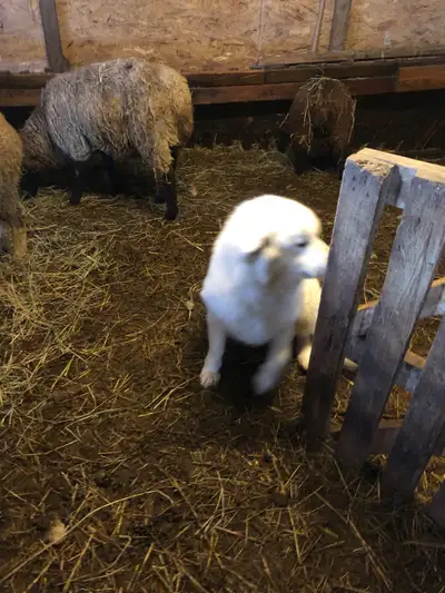 Purebred female 3 yr great with livestock Great temperament good with people and kids, very smart pr...