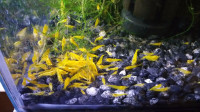 *  Cherry / Yellow / Blue  / Fire Red shrimps