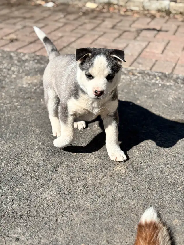 Huskey x  pups in Dogs & Puppies for Rehoming in Dawson Creek - Image 4