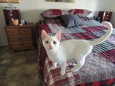 chatte domestique  4 mois vermifugee enjoue vie avec  un chien, View more