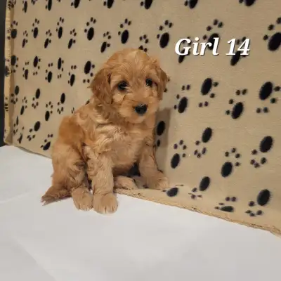Mini Golendoodle F1bb, View more