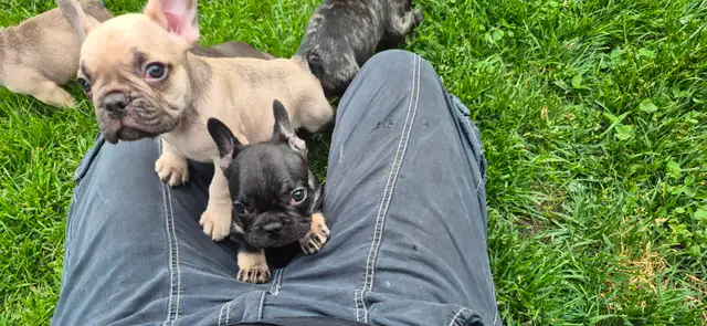 Chiots bouledogue français in Dogs & Puppies for Rehoming in Longueuil / South Shore - Image 8