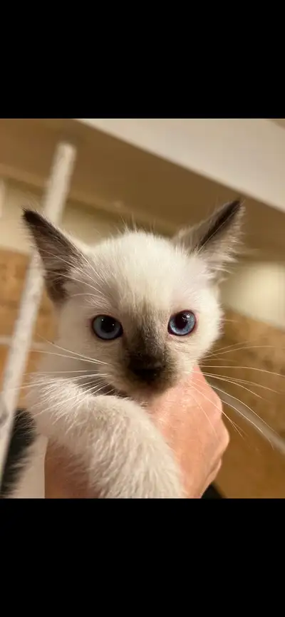 Siamese Kittens, Beautiful Males/Females, View more