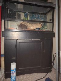 Leopard Gecko and enclosure free OBO