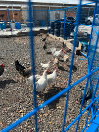 Chicken rooster for sale
