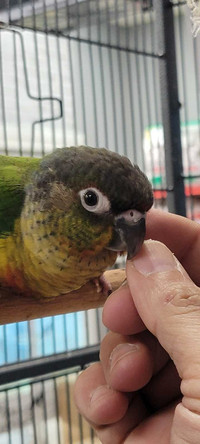 Yellow sided conure