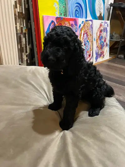 Purebred  Standard  Poodle Puppies delivered to Ed or Cal., View more