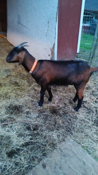 2 year old doe goat for sale