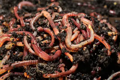 www.earthactive.ca Red wiggler composting worms available. Start your indoor composting system and p...