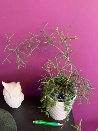 String of Ruby and Mini Needle cactus , View more