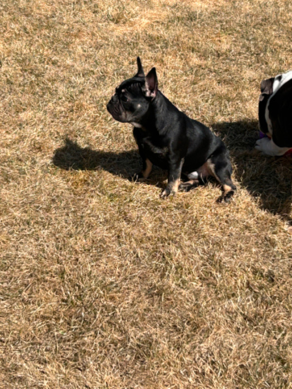 French Bulldog Puppies in Dogs & Puppies for Rehoming in Edmonton - Image 2