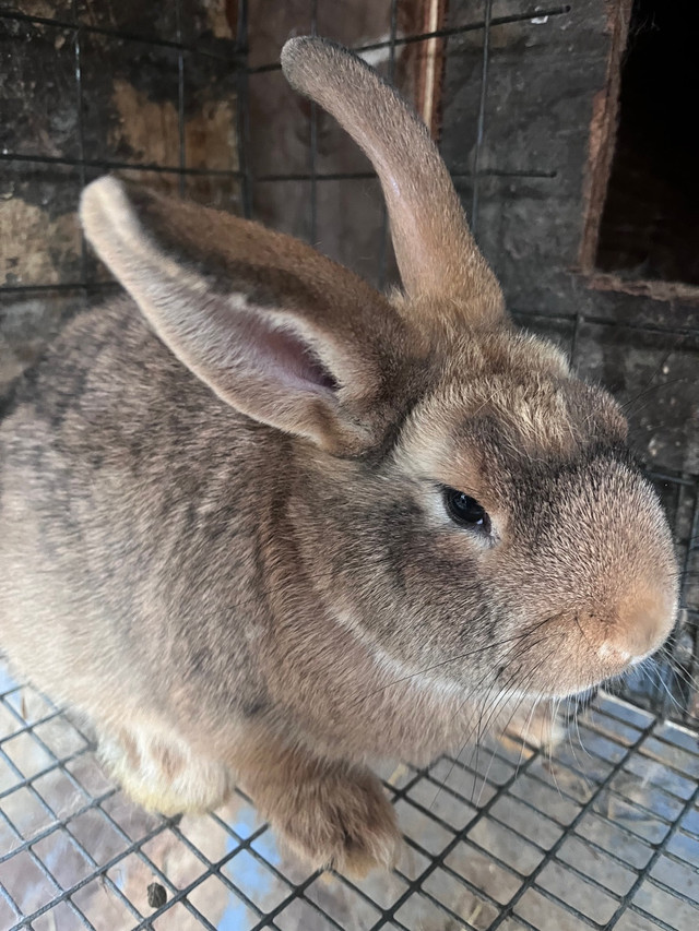 NewZealand / Flemish Bunny in Small Animals for Rehoming in Abbotsford - Image 3